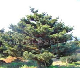 五针松种子，真的嫩种出完整的树苗吗？