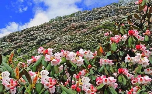 春天来了杜鹃花儿移哪呢？