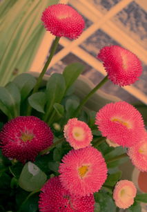 初春的室外开花草花品种