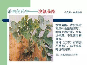 识别药害，难啊！