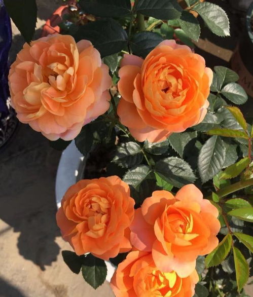 勤花， 耐晒，夏季40度高温依旧出色