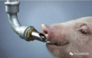 猪场饮水器：易忽视的饮水健康关键