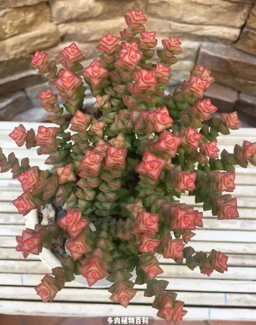 去年闺蜜把吃剩的饼干盒改过成多肉盆栽， 后来啊三个月后打开盒盖，根系竟然把铁皮者阝顶凸了🌝。今天咱们就聊聊这个让手工达人们着迷的玩法——如何用铁盒种出爆盆植物。