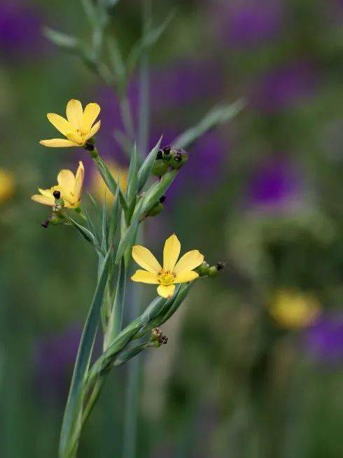 冬季露天草本花的挑选攻略