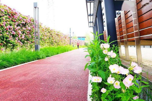 石竹：耐寒草花中的佼佼者