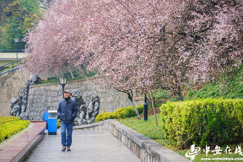 一、紫叶李的美丽传说