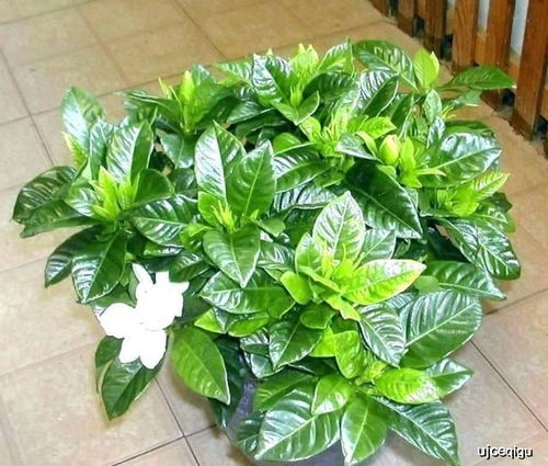 栀子花绽放，为何花型如此娇小