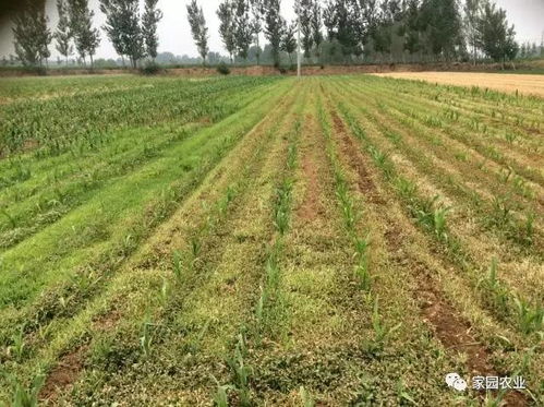 不同作物、 不同杂草种类的使用量调整