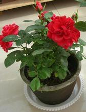 月季花， 那花儿，那心情