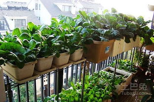 常见室内种植的蔬菜