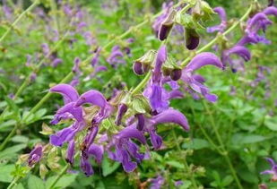 丹参种植那些事儿，海拔不是关键，温差才是王道！