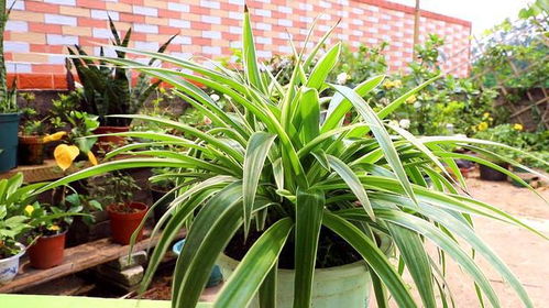 沿阶草， 我的室内绿植小助手