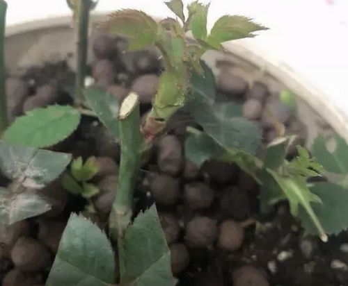 月季叶子变黄，怎么办？