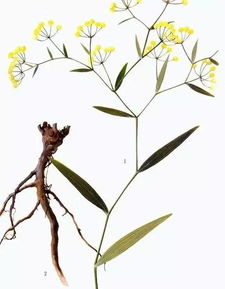 冬日的柴胡播种， 藏着大自然的秘密