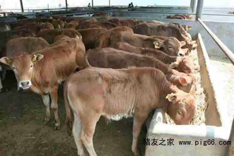 牛饲料中添加酵母和益生菌，哪种对养牛更有益？