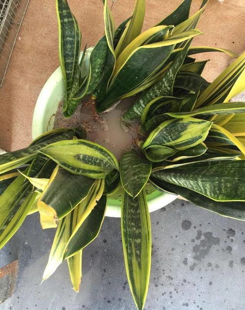 换盆时的注意事项