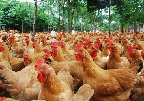 “如何有效防控肉鸡肺炎黑肺，保障养殖效益