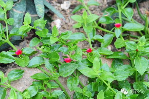 虾钳花属怎么种植？适合哪些土壤