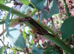 月季枝枯病的起因揭秘