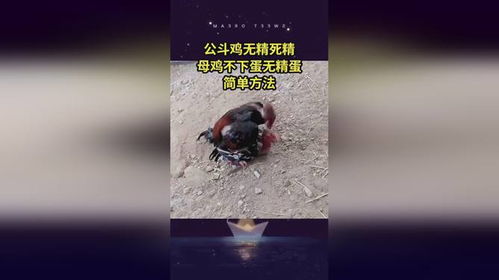 母鸡不产蛋的原因及解决策略