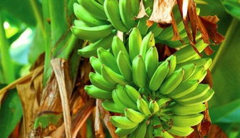 香蕉种植多长时间可以收获？影响收获时间的因素有哪些