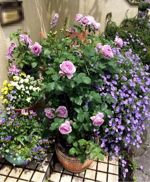 月季花乃中国十大名花，又有“花中皇后”的美称