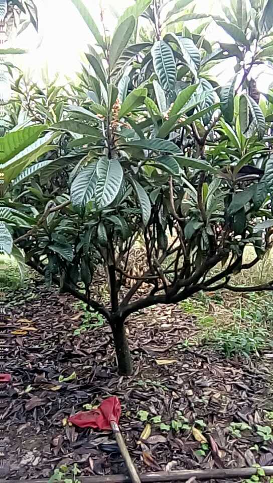 果树地草到下霜嫩长多高？