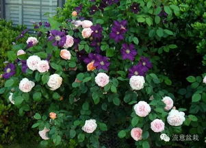 搭配白色家居，哪种颜色梗适合？