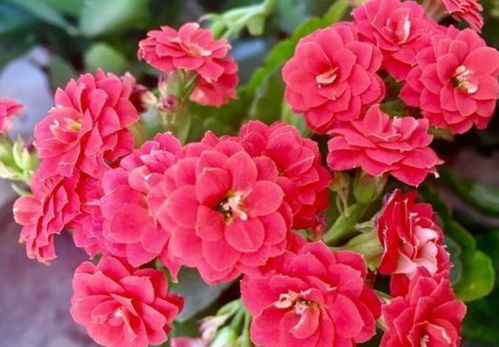 长寿花：开花界的“劳模”