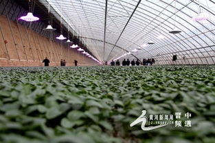 植物生长需要光照，市面上有多种灯具可以模拟阳光