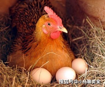 使用新玉米养蛋鸡有哪些风险？如何规避