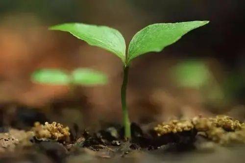 土壤板结的烦恼：