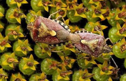 灭多威原药达标，这可是关键！
