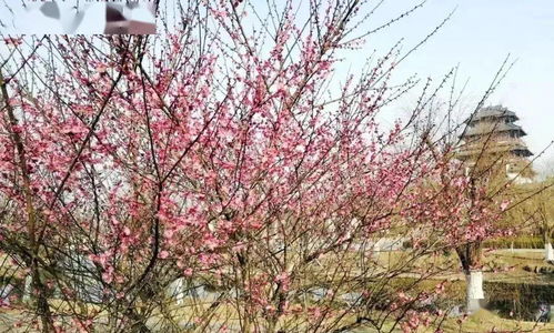 梅花什么季节开？告诉你赏梅的最佳时间段