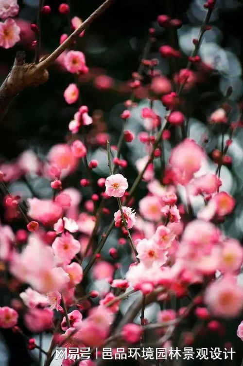 刺梅冬天怎么养护？