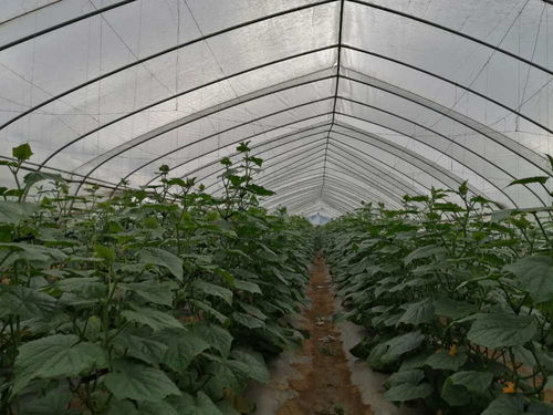 山东菏泽的教训