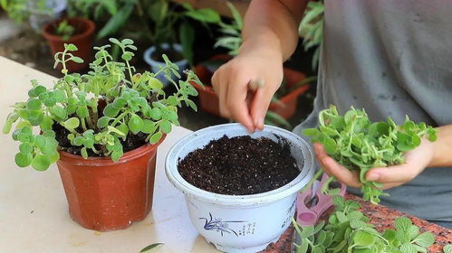 湿度维持， 定期检查土壤湿度