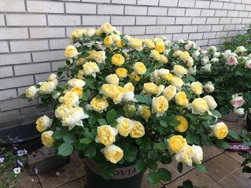 金丝雀月季种植时如何正确施肥和修剪才能保证其花朵鲜艳且生长旺盛