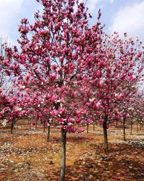 哎呦， 说起这玉兰树，俺真是有点心得啊