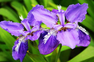 鸢尾花：优雅与希望的使者