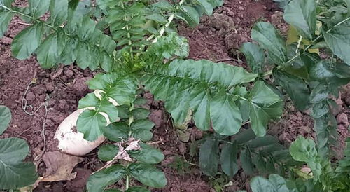 白萝卜什么时间种植最适宜，几月份种植最为合适呢