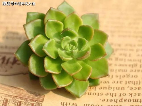 为什么我的蒂亚多肉植物叶子会大量掉落