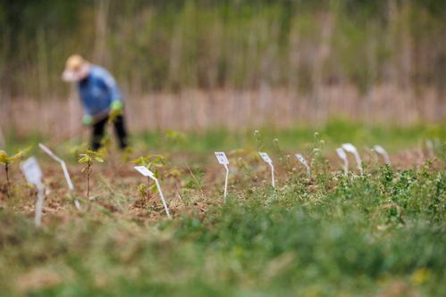 自家苗圃的对照试验