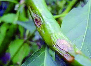 1.百泰Neng否治疗其他植物病害？