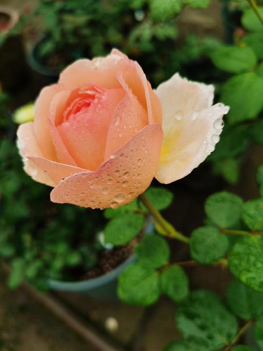 阳光海滩：金黄色的温暖