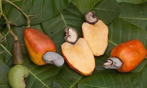 木瓜的品种与特性