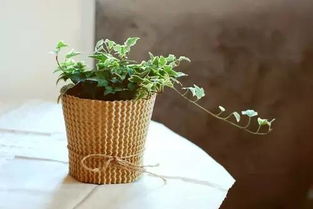 耐心观察， 了解植物需求