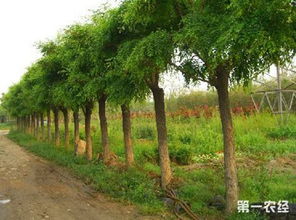 一、 国槐主干常见的病虫害种类