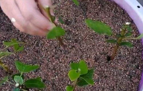 哪些花卉适合用生根水？