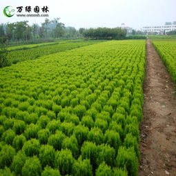 洒金柏一平方种植成本大揭秘